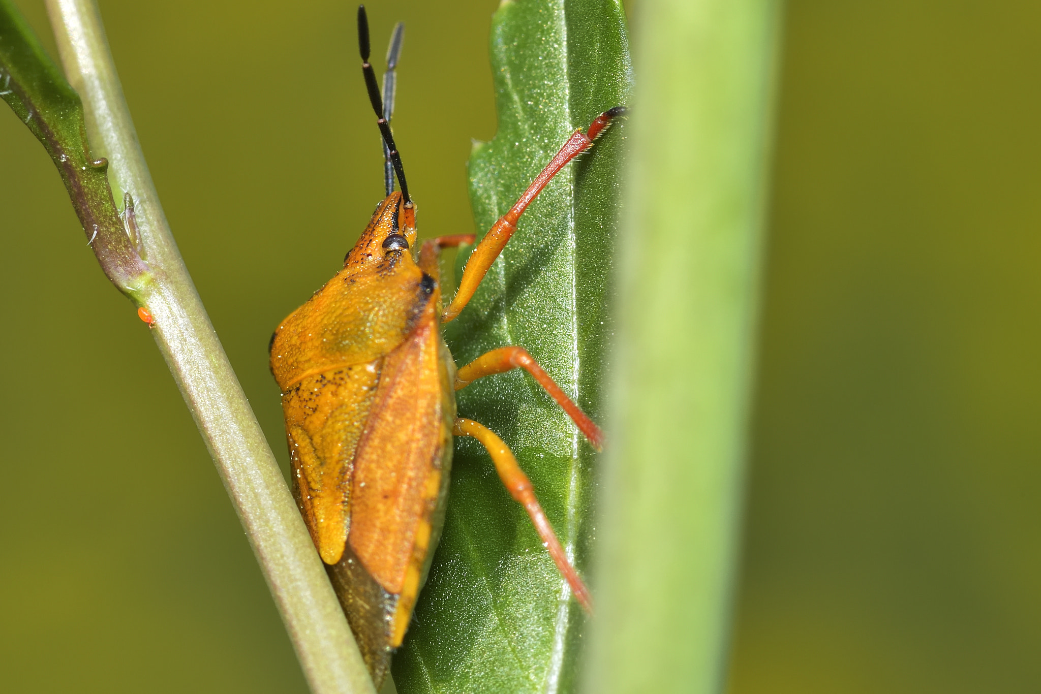 Nikon AF-S Micro-Nikkor 105mm F2.8G IF-ED VR sample photo. Macro, insect photography