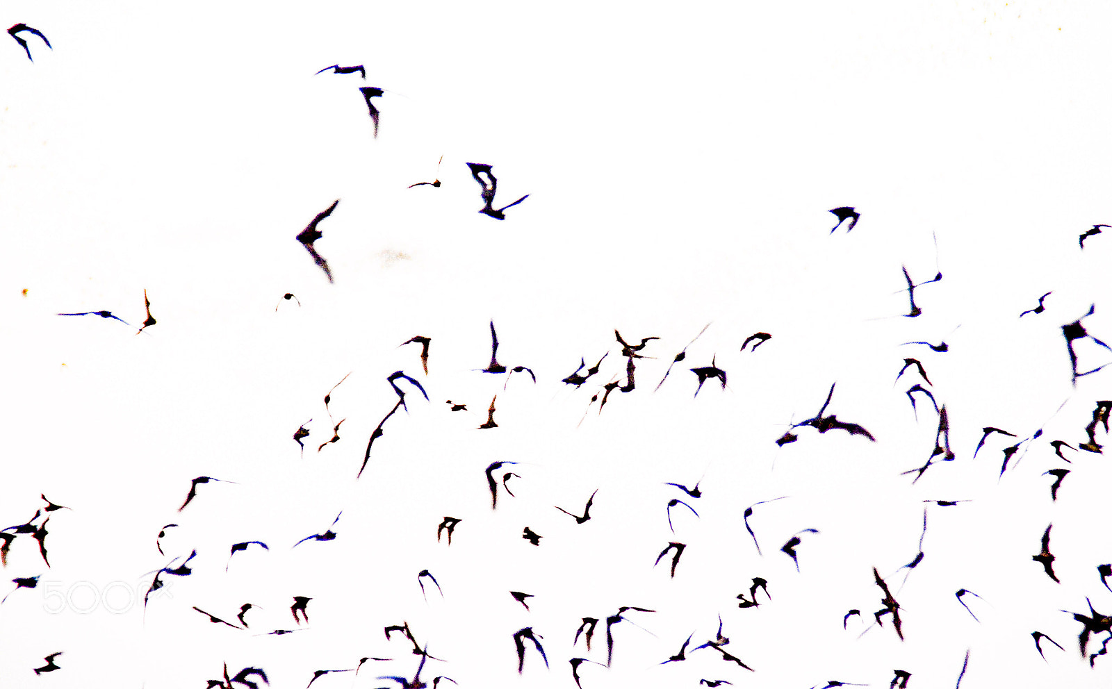 Nikon D5100 sample photo. Austin bats photography