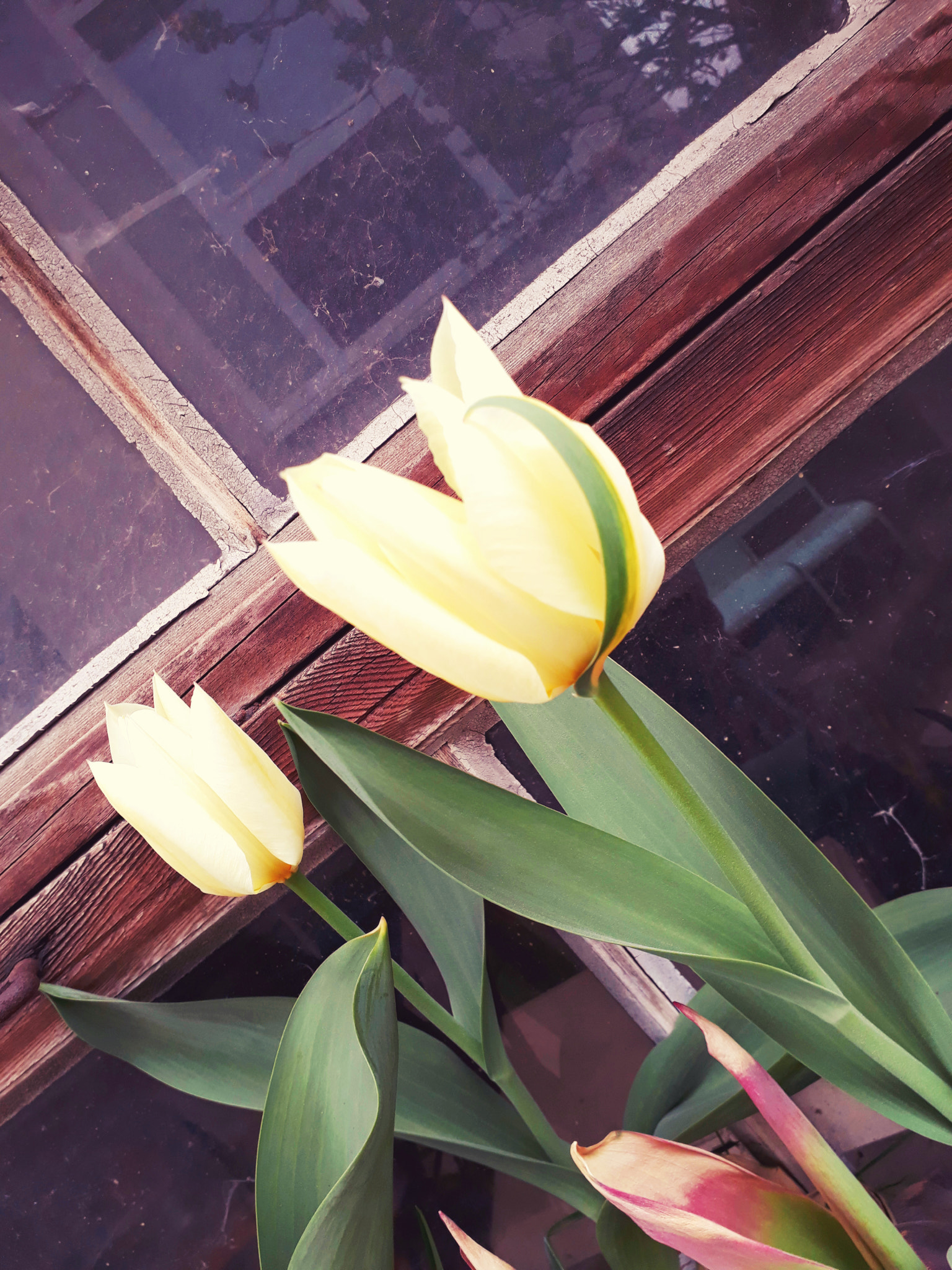 Samsung Galaxy A3(2017) sample photo. At last! photography