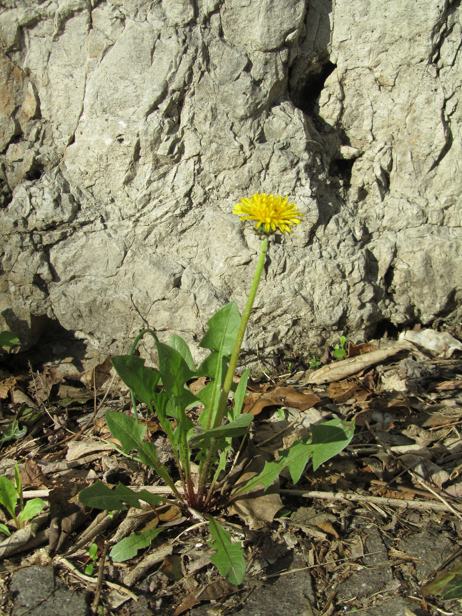 Canon PowerShot SX210 IS sample photo. Awaiting for the flight of dandelions photography