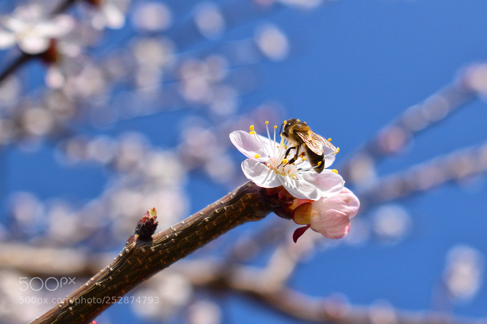 Nikon D3300 sample photo. Flower of the apricot photography