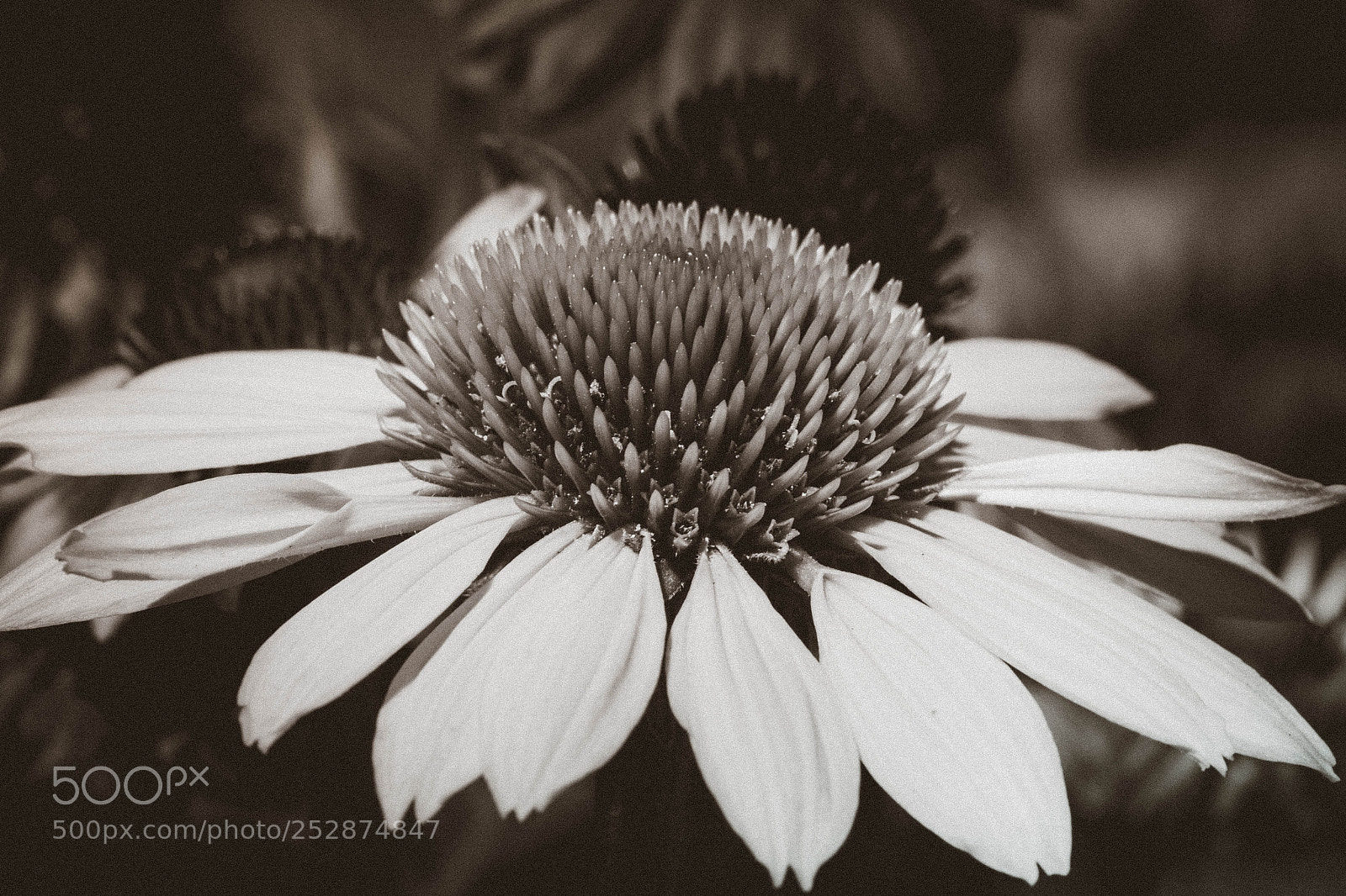 Canon EOS 60D sample photo. Mg photography