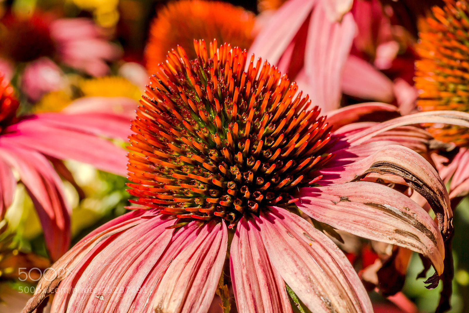 Canon EOS 60D sample photo. Mg photography