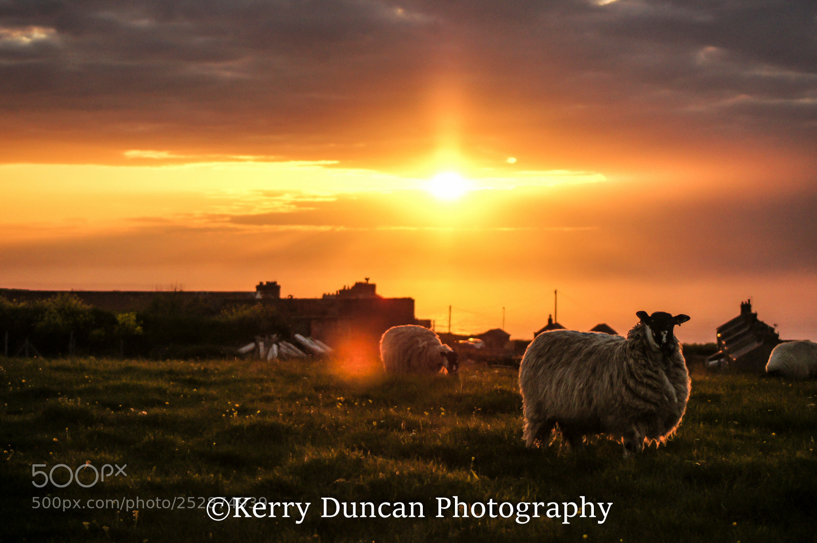 Sony Alpha DSLR-A580 sample photo. Sunset and sheep photography