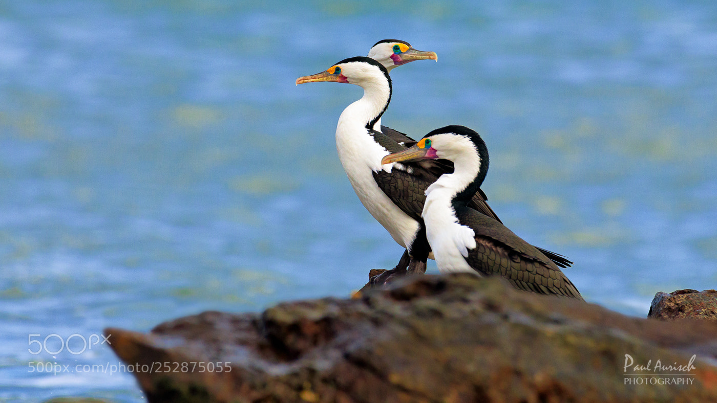 Nikon D500 sample photo. Pied cormorant photography