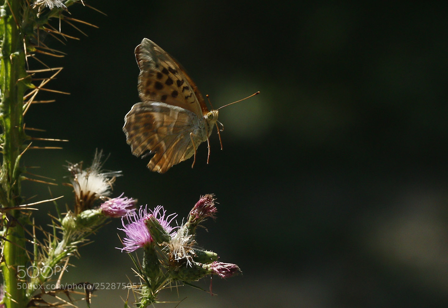 Canon EOS 70D sample photo. 354-1.jpg photography