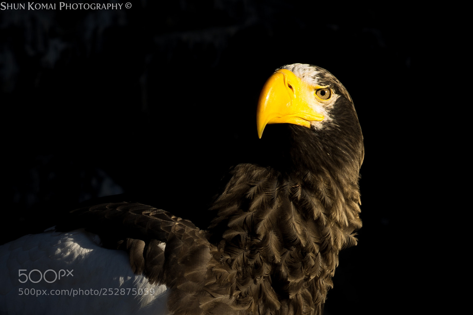 Sony a7 sample photo. Eye of the eagle photography