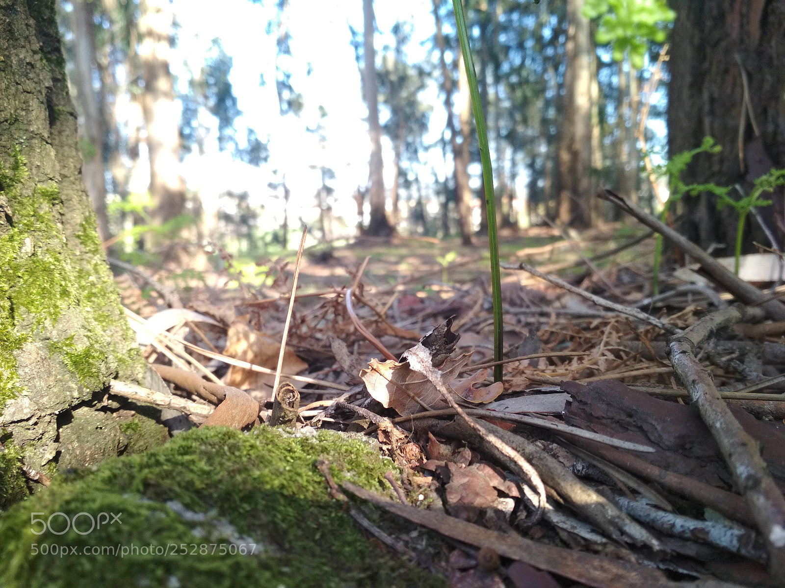 Xiaomi Redmi 4X sample photo. Untitled photography