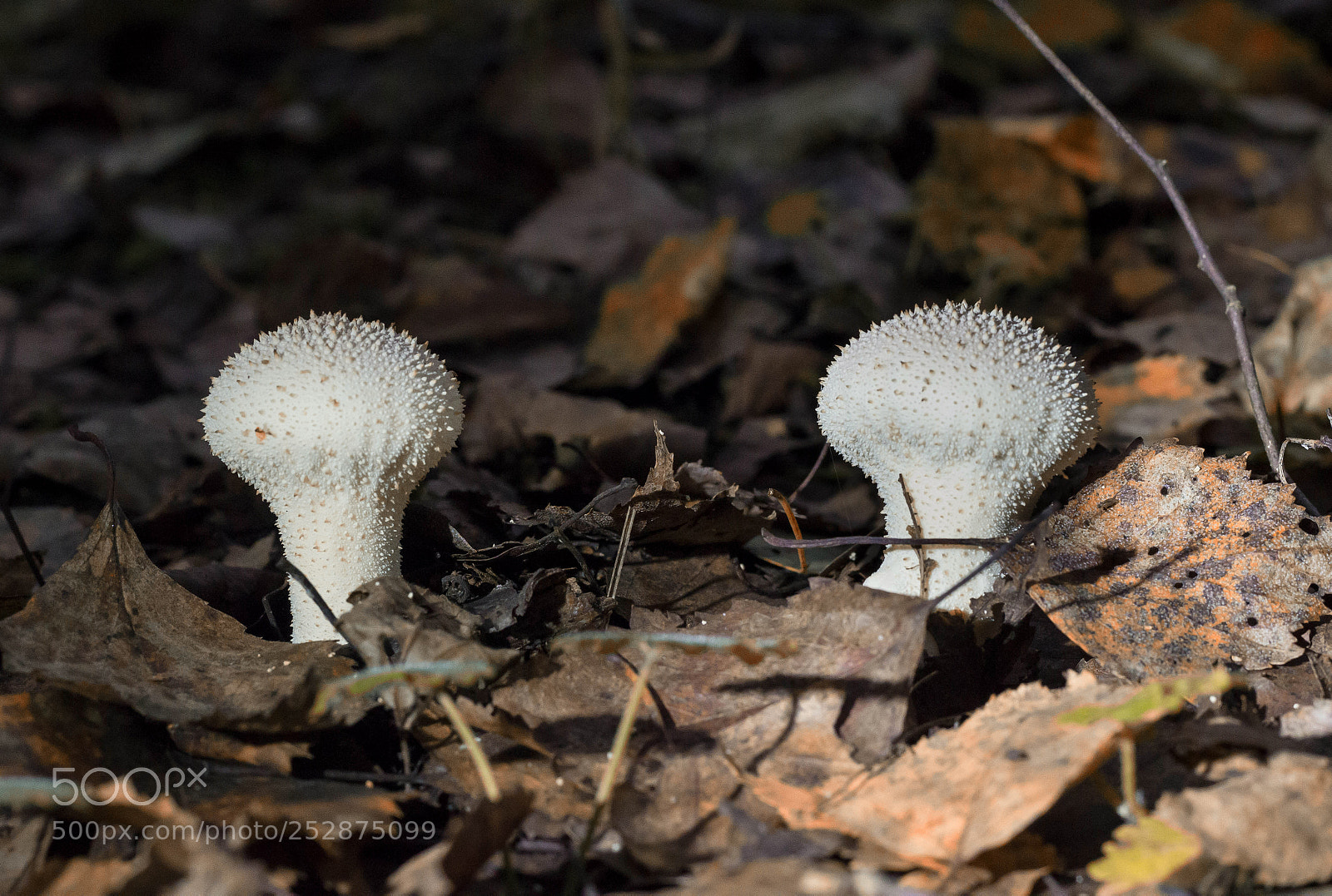 Canon EOS 600D (Rebel EOS T3i / EOS Kiss X5) sample photo. Lycoperdon photography