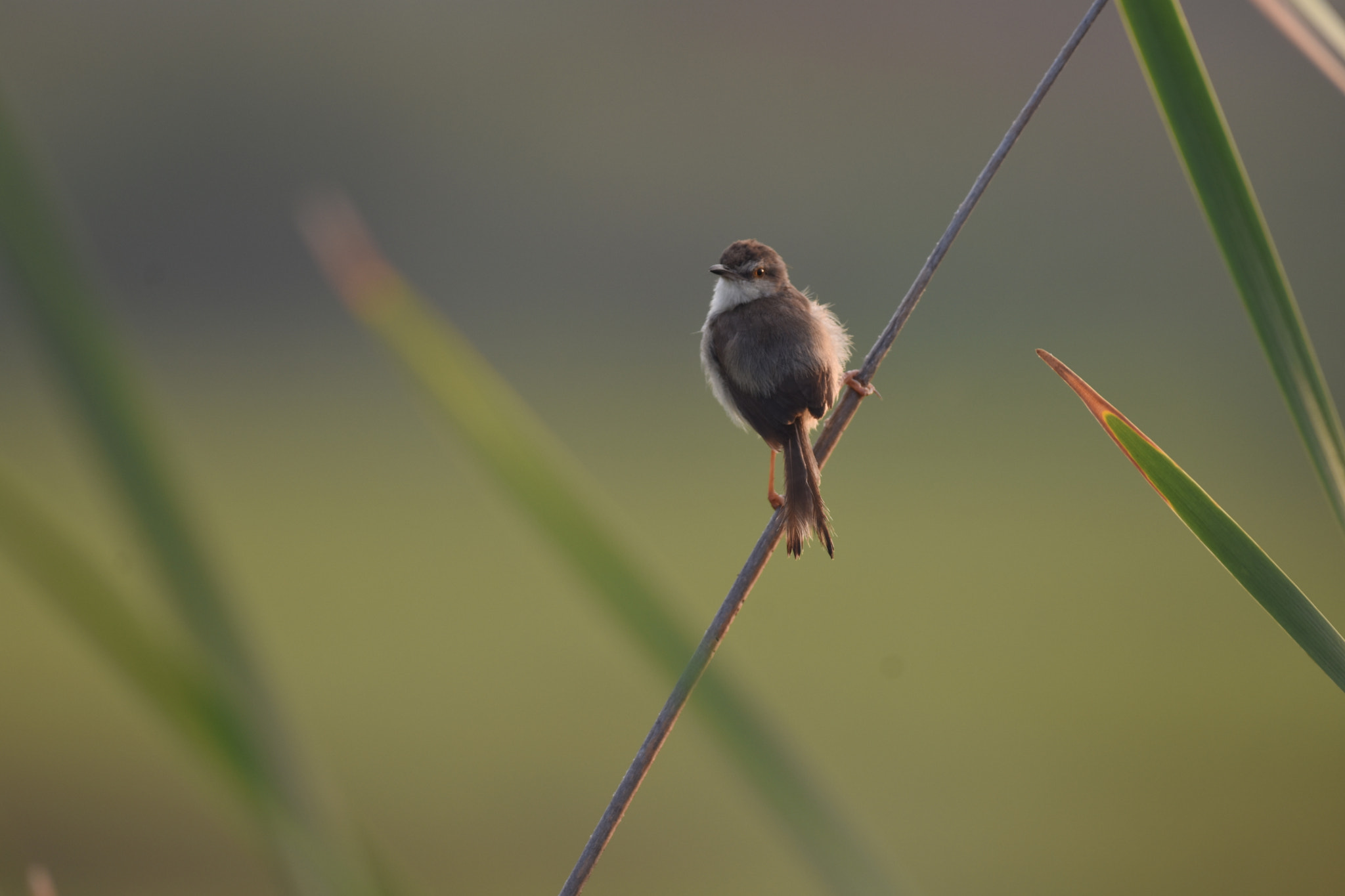 Nikon D7200 + Nikon AF-S Nikkor 200-500mm F5.6E ED VR sample photo. Plain prinia photography