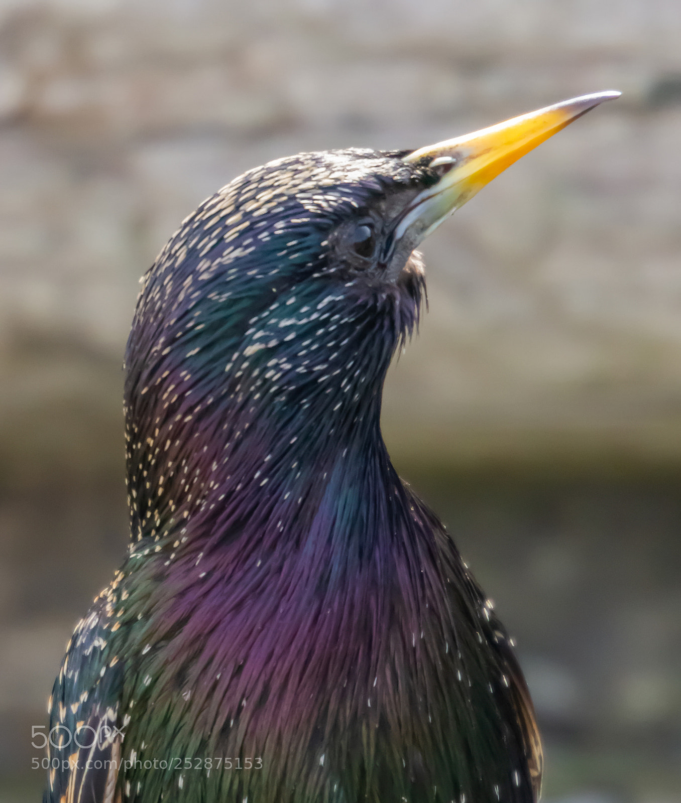 Canon EOS 7D sample photo. Posing starling photography