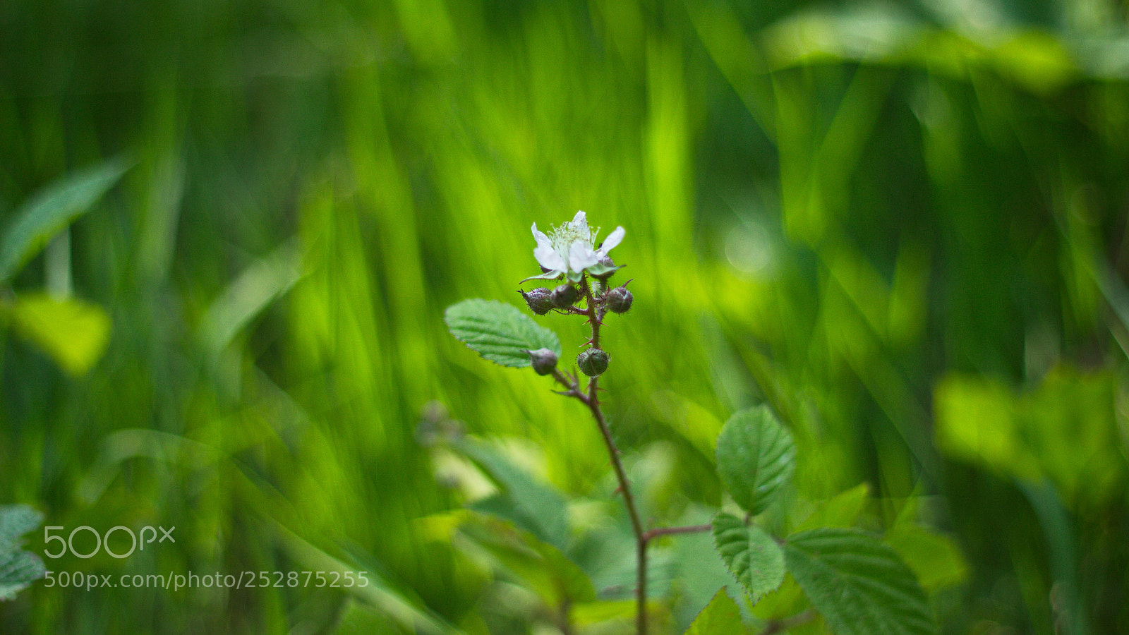 Canon EOS 700D (EOS Rebel T5i / EOS Kiss X7i) sample photo. Piquante photography