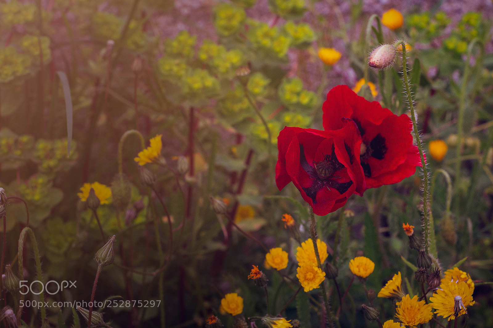 Canon EOS 70D sample photo. Coquelicots - poppies photography