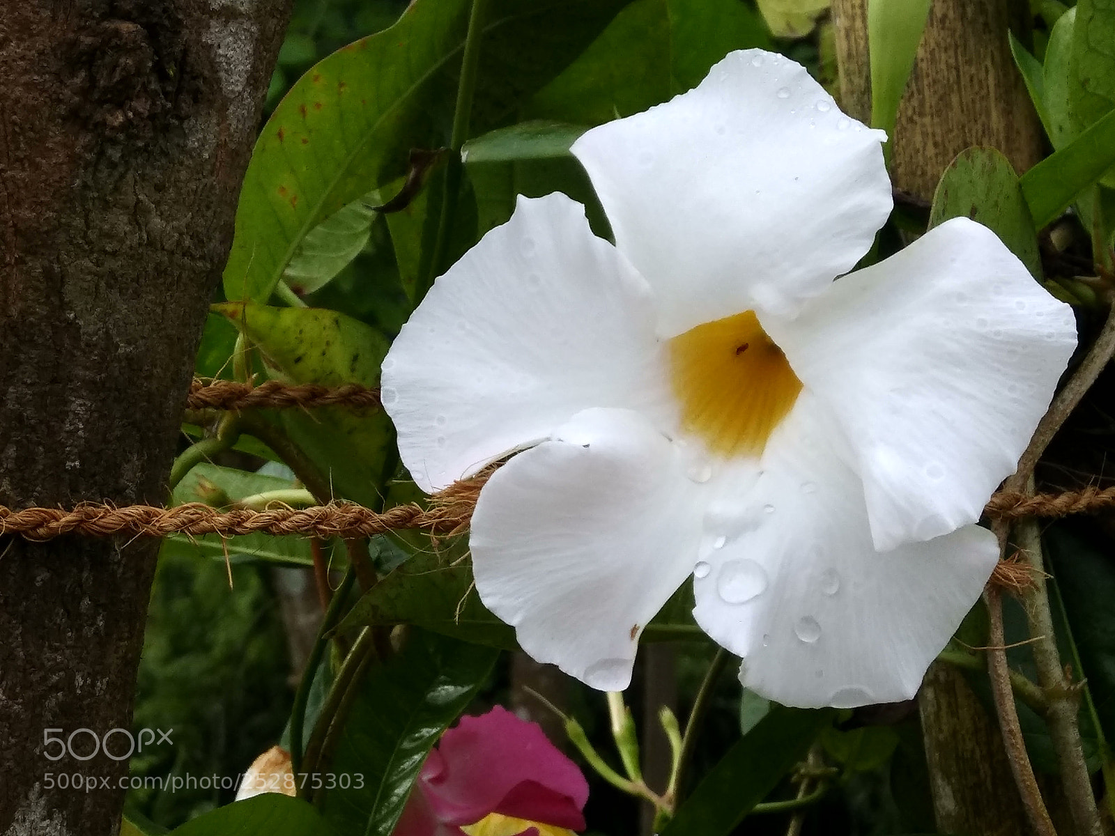Xiaomi Redmi Note 4 sample photo. Dew photography