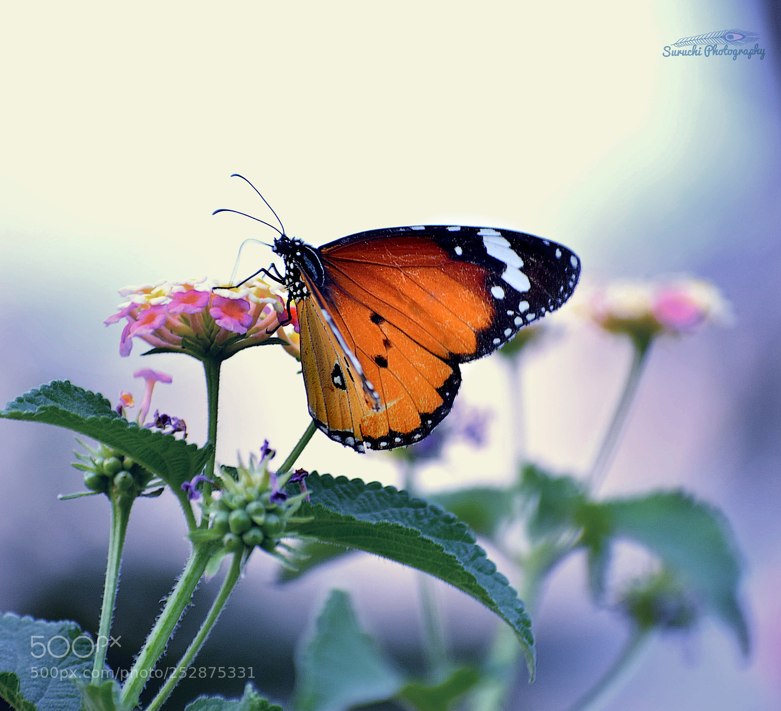 Nikon D5300 sample photo. Beauty in your eyes photography