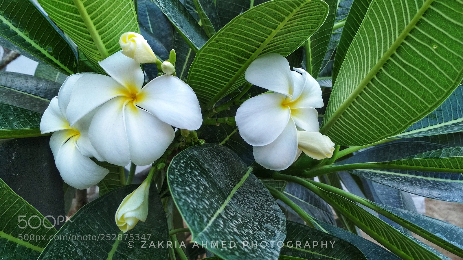 Xiaomi Redmi 4X sample photo. Annual vinca photography