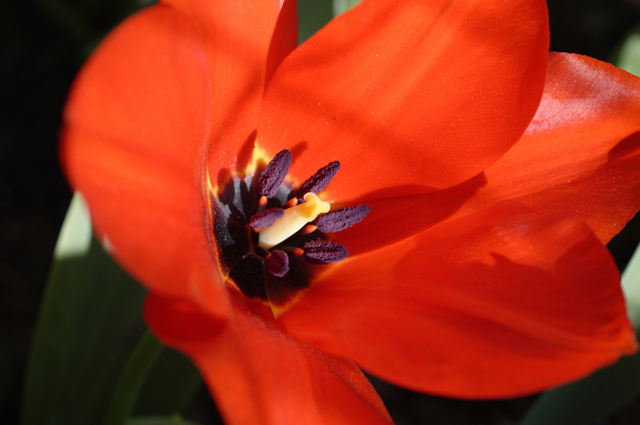 Nikon AF-S DX Micro Nikkor 40mm F2.8 sample photo. Tulip macro photography