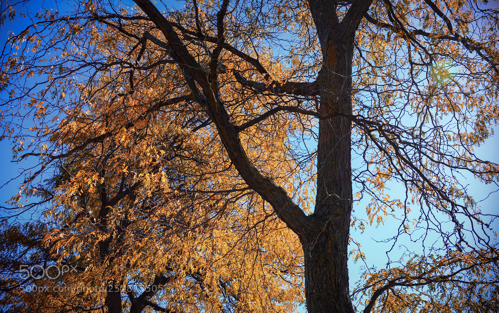Nikon D600 sample photo. Autumn backlight  photography