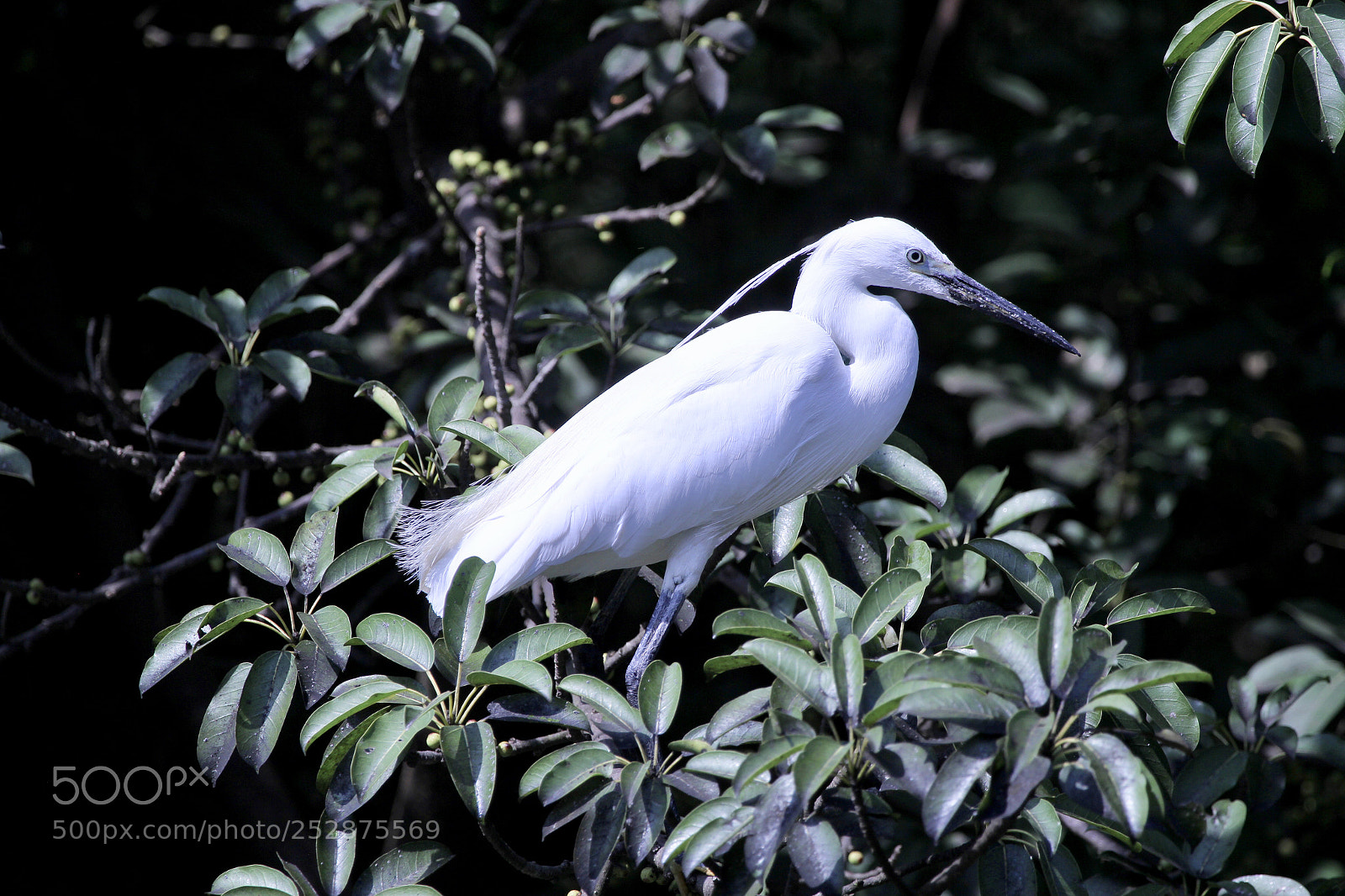 Canon EOS 60D sample photo. Egret photography