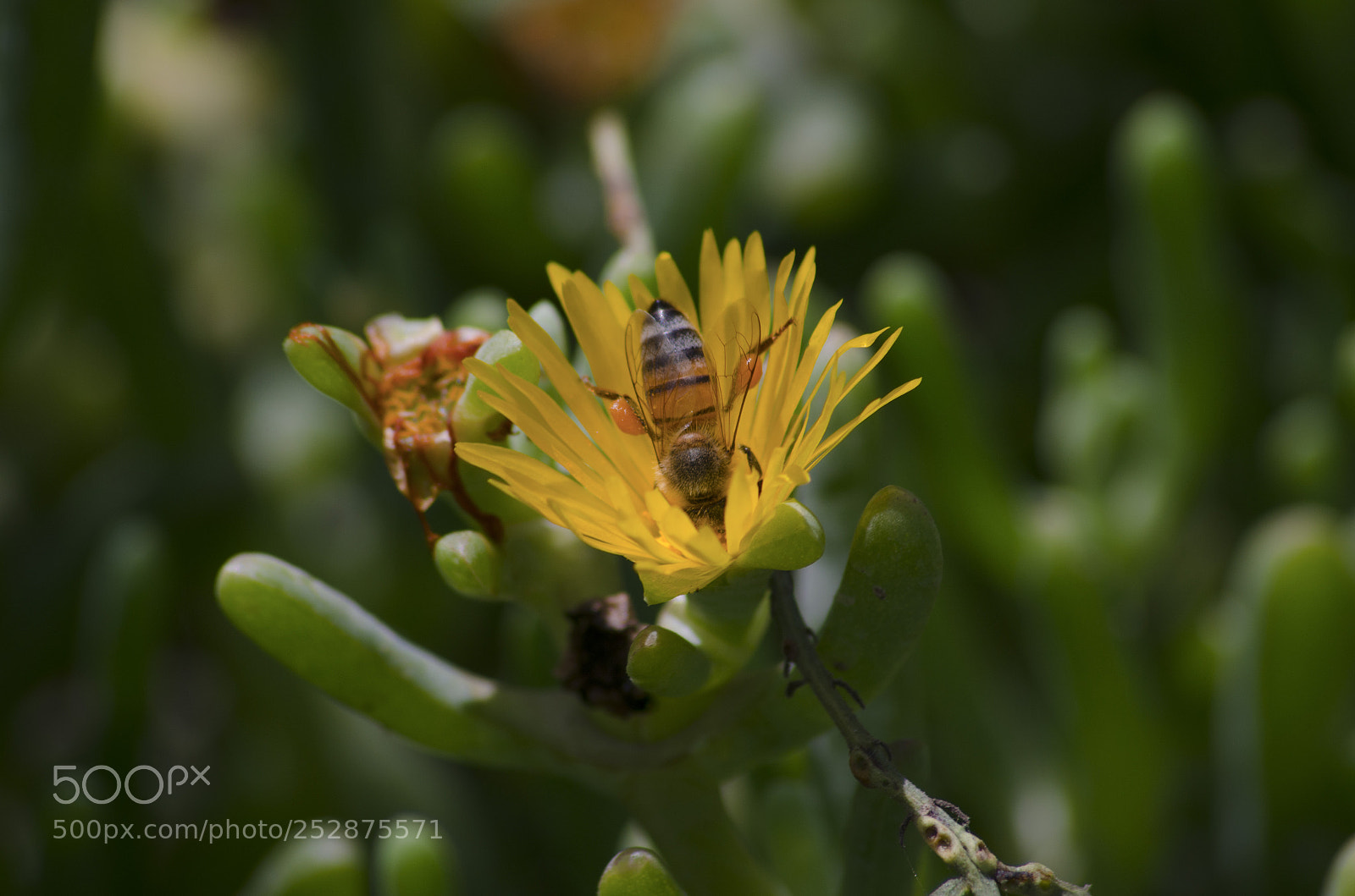 Nikon D5100 sample photo. Bee is eating photography