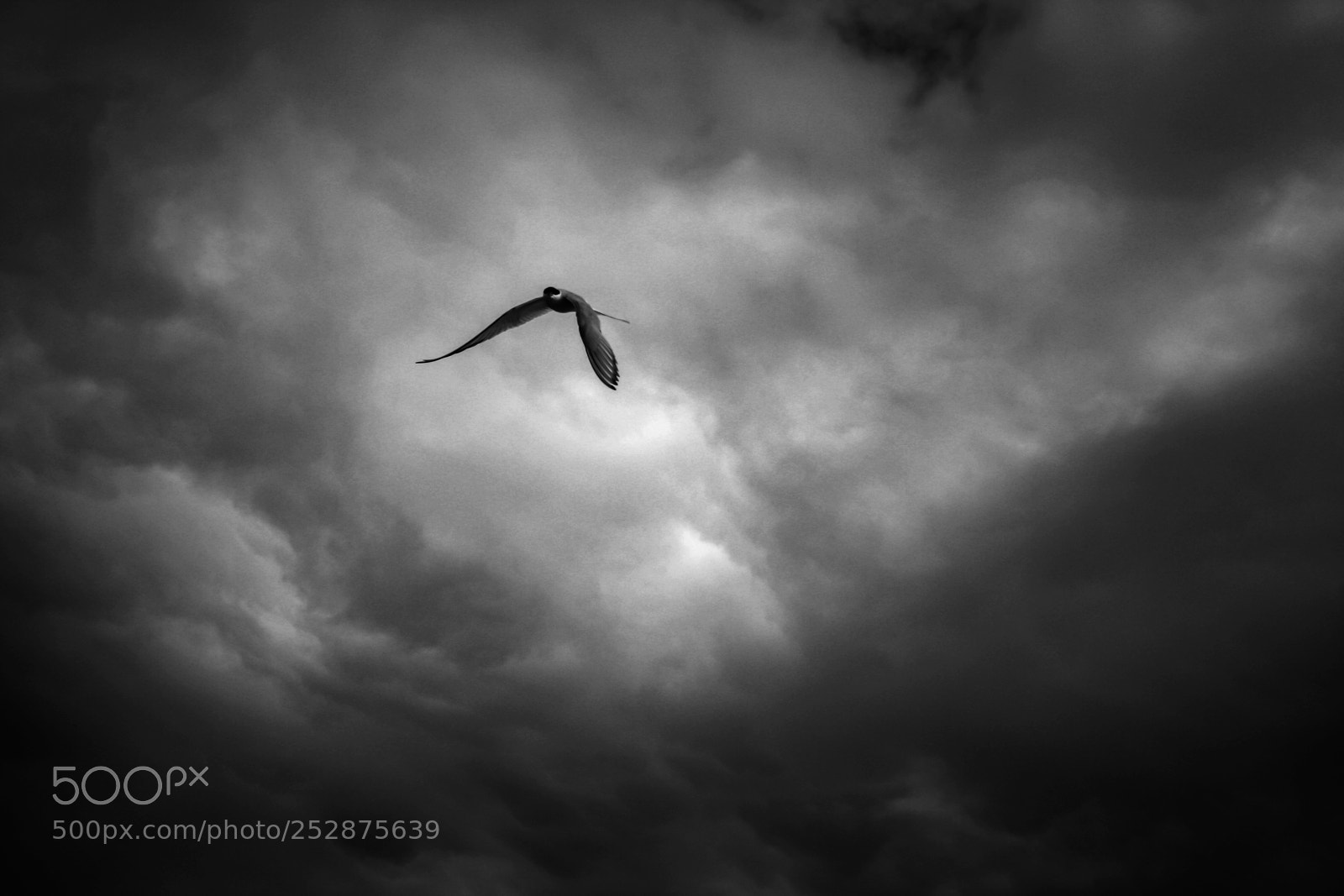 Canon EOS 1000D (EOS Digital Rebel XS / EOS Kiss F) sample photo. Arctic tern photography