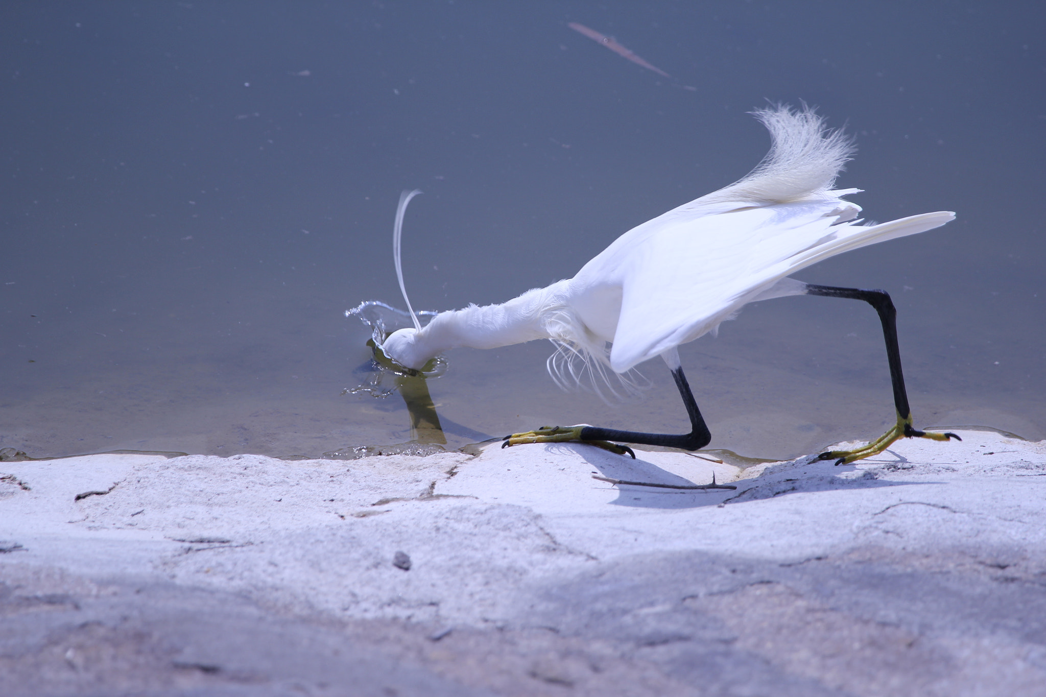 Canon EF 100-400mm F4.5-5.6L IS USM sample photo. Egret hunting fish photography