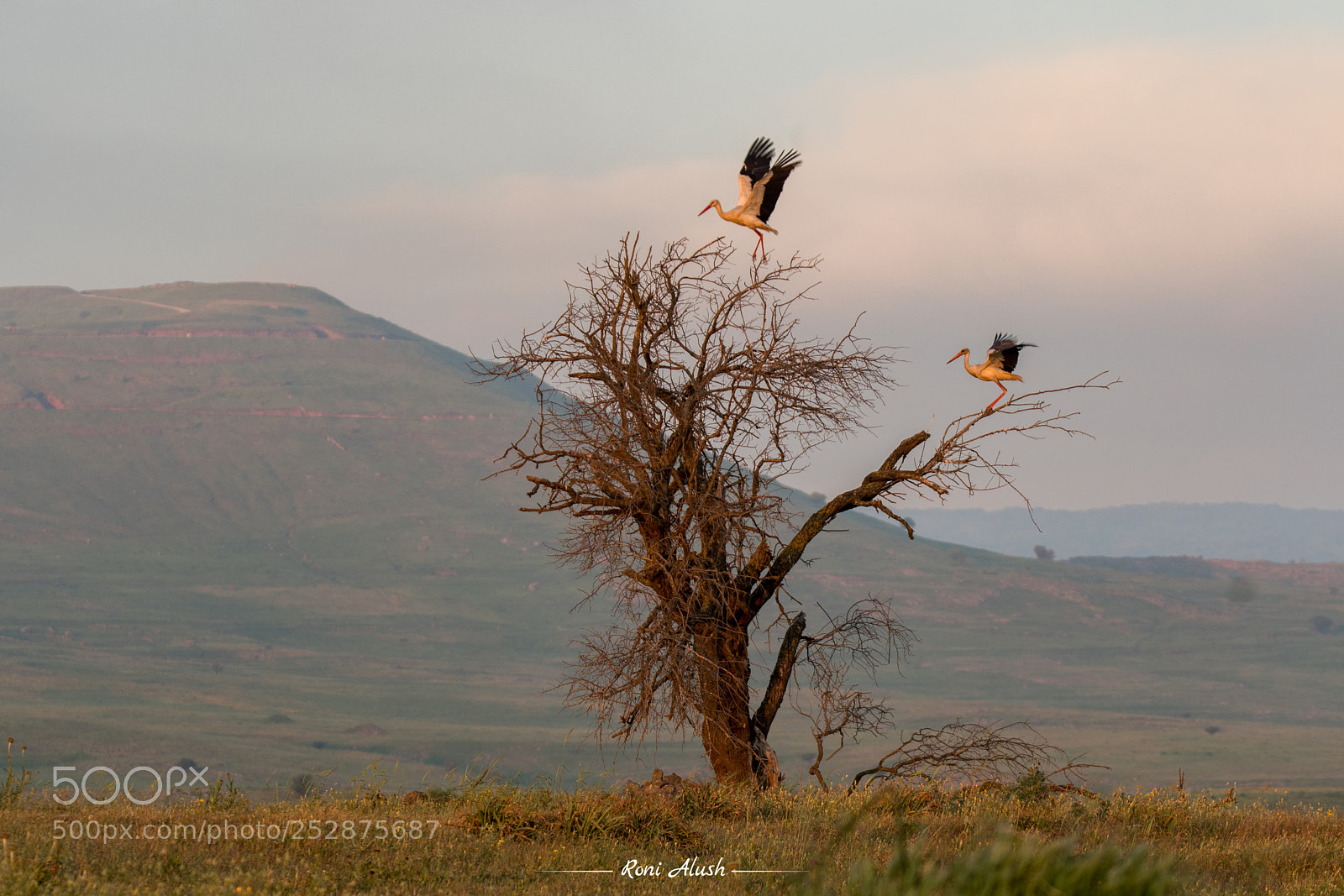 Nikon D500 sample photo. Storks photography