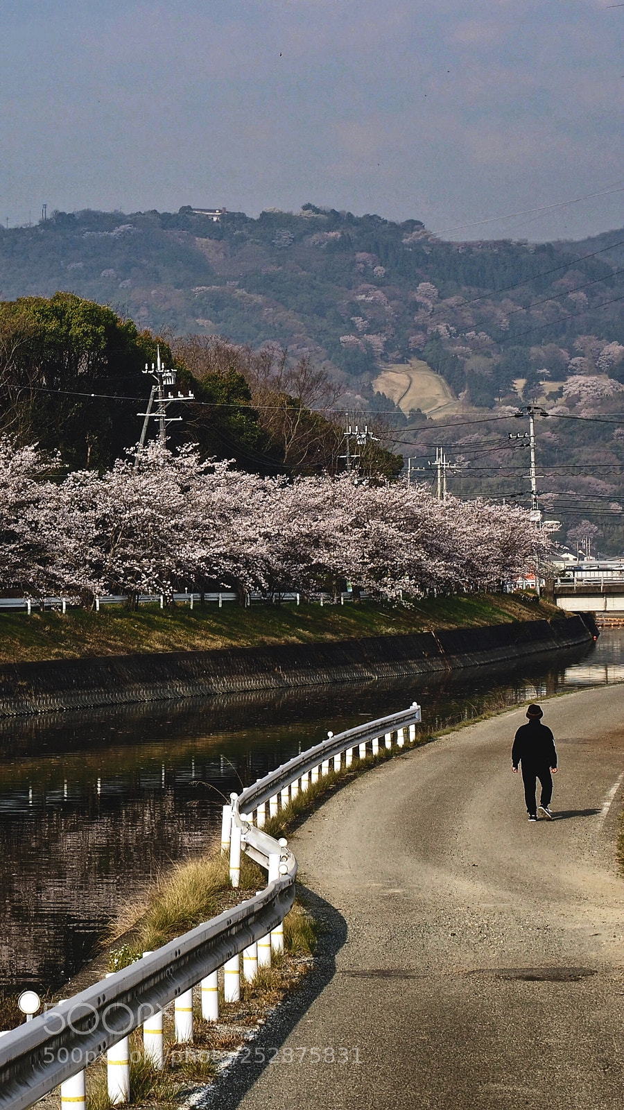 Olympus OM-D E-M5 II sample photo. Sakura river walk photography