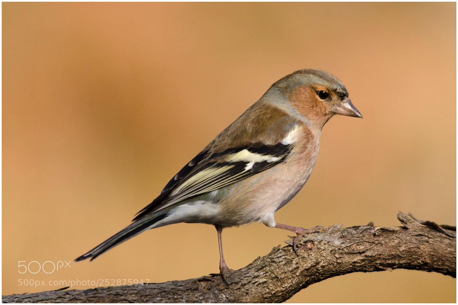 Nikon D7000 sample photo. Finch photography