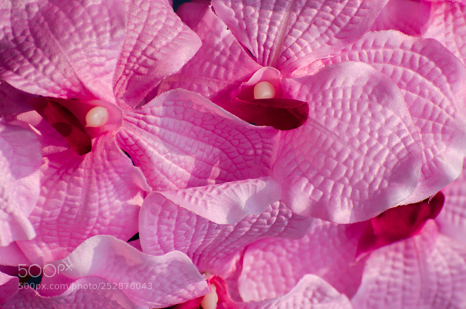 Nikon D5100 sample photo. Pink flower photography