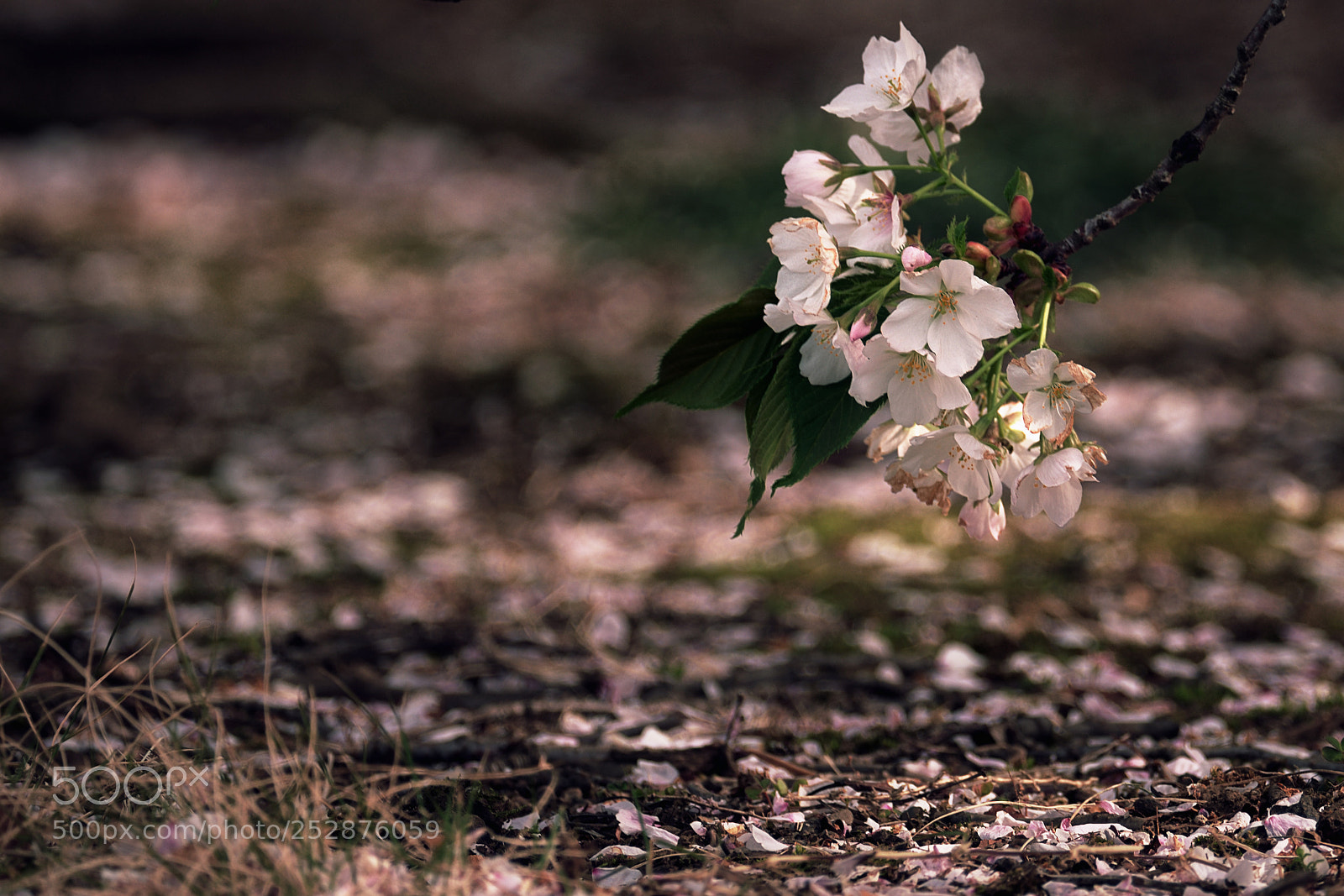 Nikon D7200 sample photo. Prunus lannesiana cv. sirayuki photography