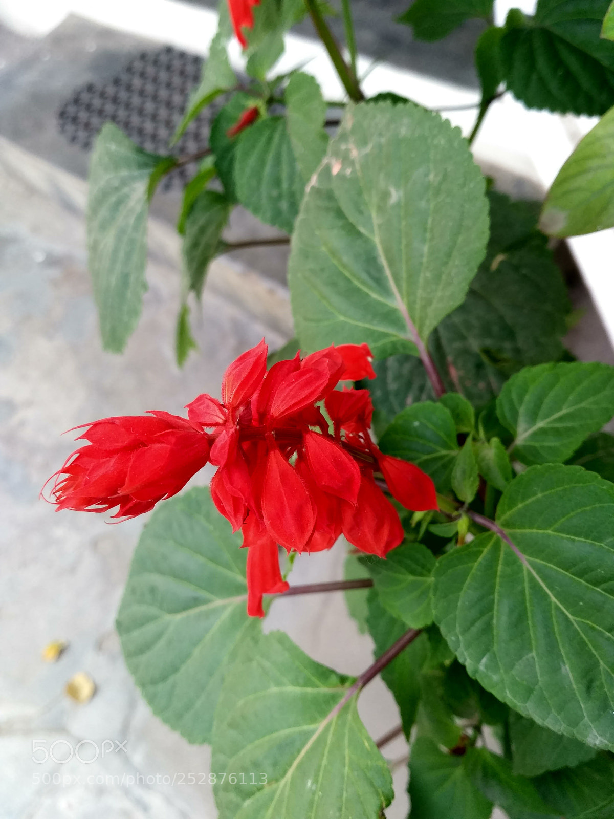 Xiaomi Redmi 3S sample photo. Hibiscus hdr kuldeepfocus photography