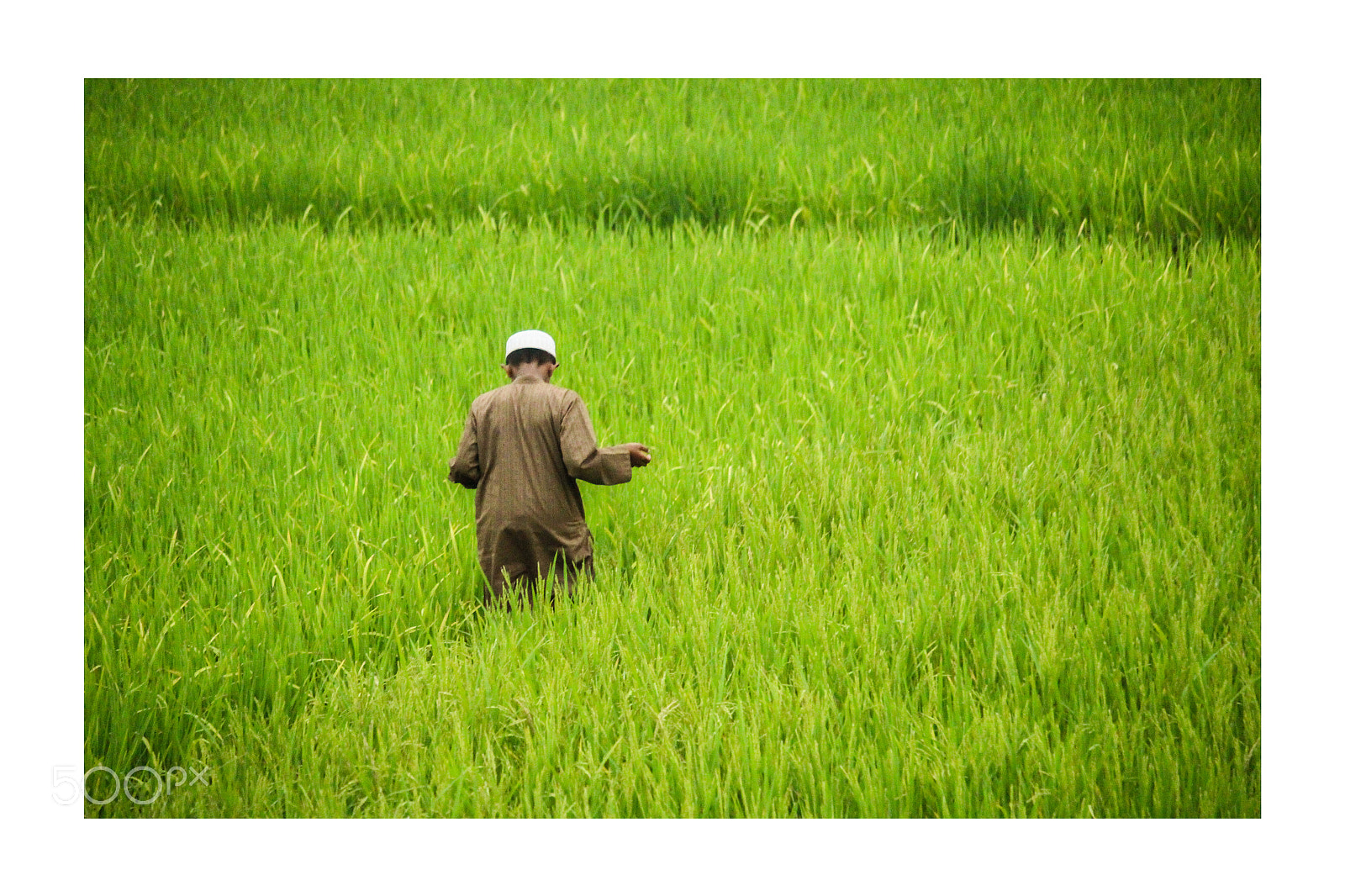 Canon EOS 700D (EOS Rebel T5i / EOS Kiss X7i) sample photo. Life of field photography