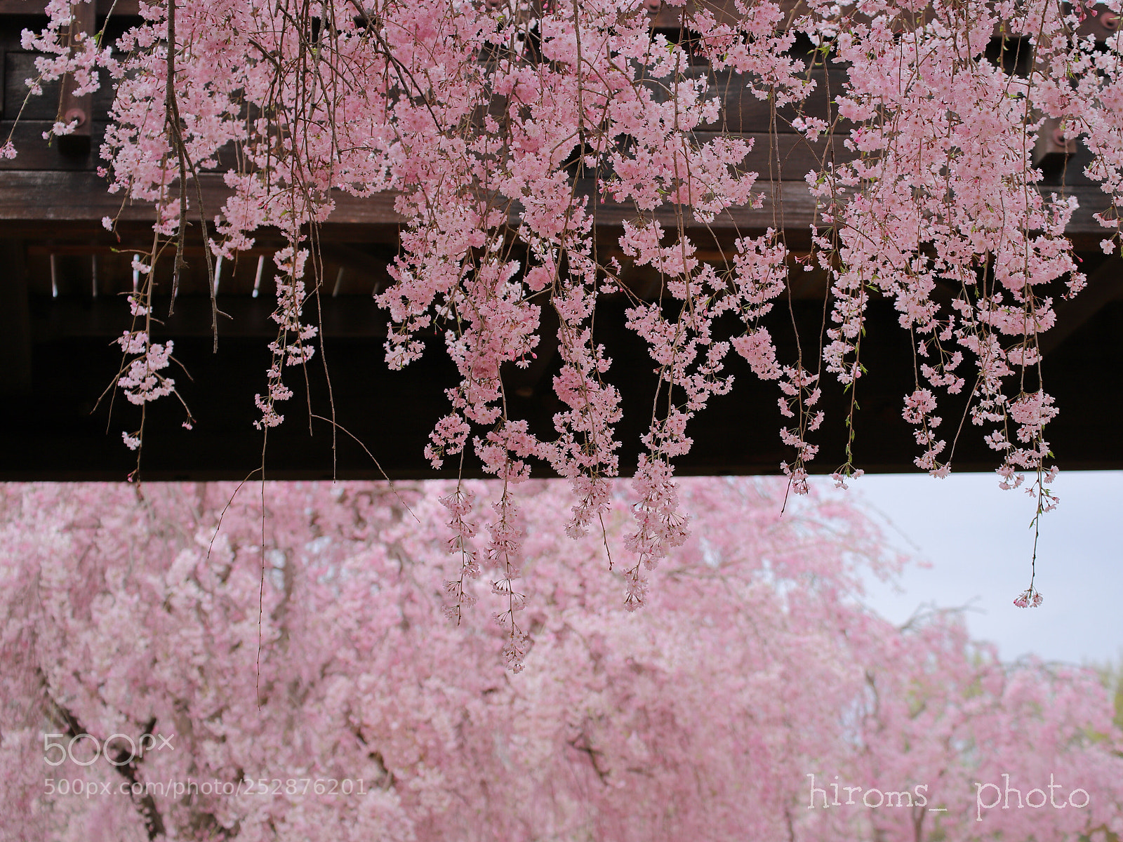 Canon EOS 6D Mark II sample photo. Sakura photography
