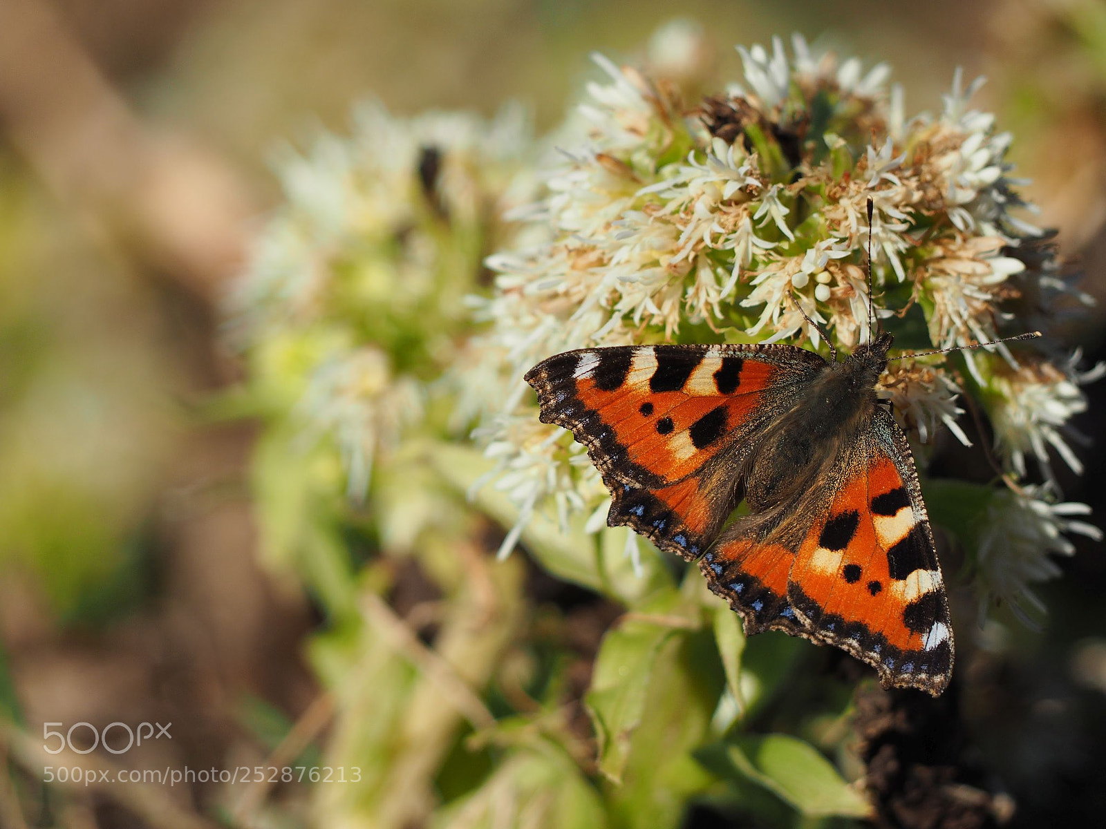 Olympus OM-D E-M10 sample photo. Spring butterfly photography
