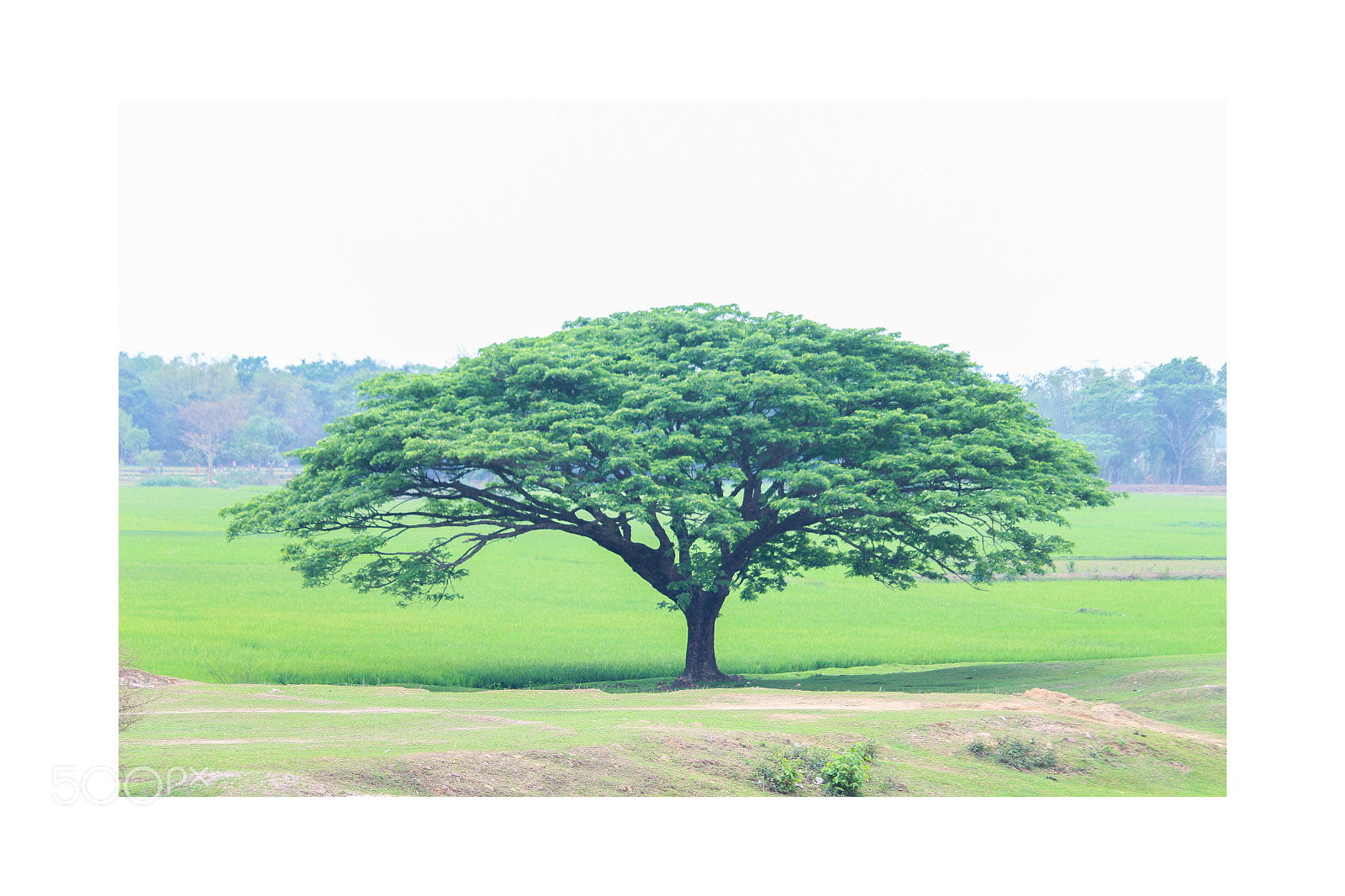 Canon EOS 700D (EOS Rebel T5i / EOS Kiss X7i) sample photo. #greenlife photography