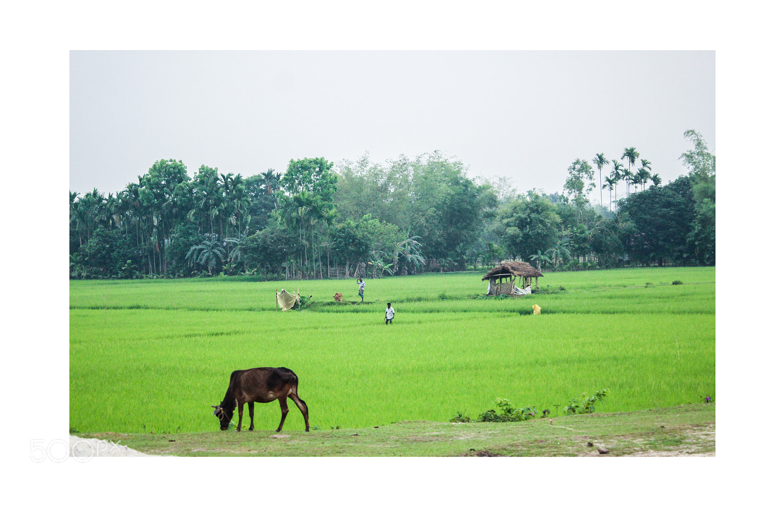 Canon EOS 700D (EOS Rebel T5i / EOS Kiss X7i) sample photo. Rural view of bangladesh photography