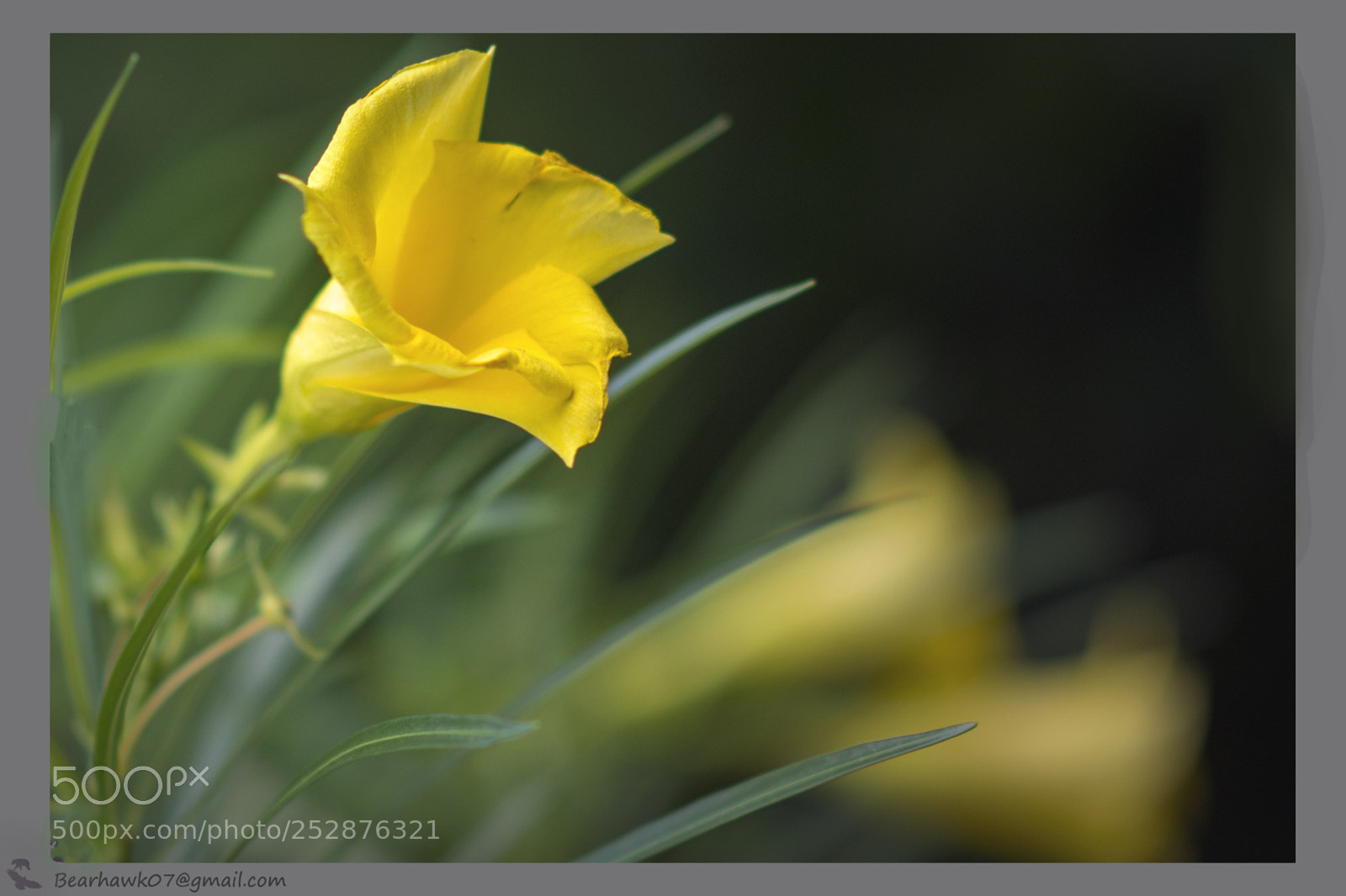 Nikon D7200 sample photo. Copy photography