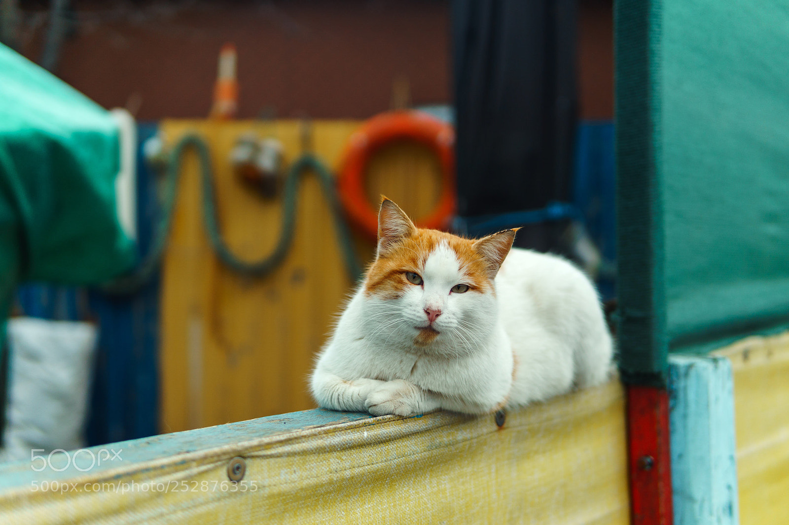 Sony a6000 sample photo. Business cat photography