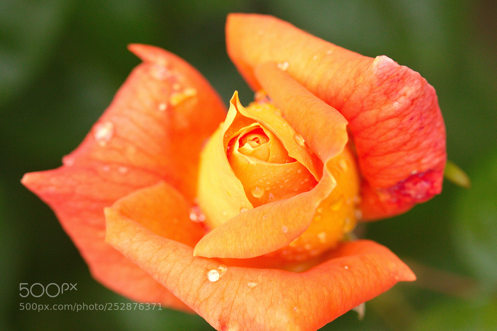 Canon EOS 700D (EOS Rebel T5i / EOS Kiss X7i) sample photo. Timide photography