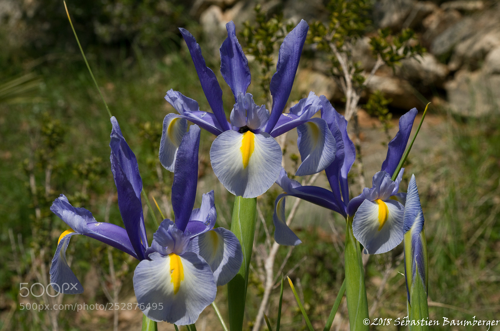Pentax K-30 sample photo. Iris photography