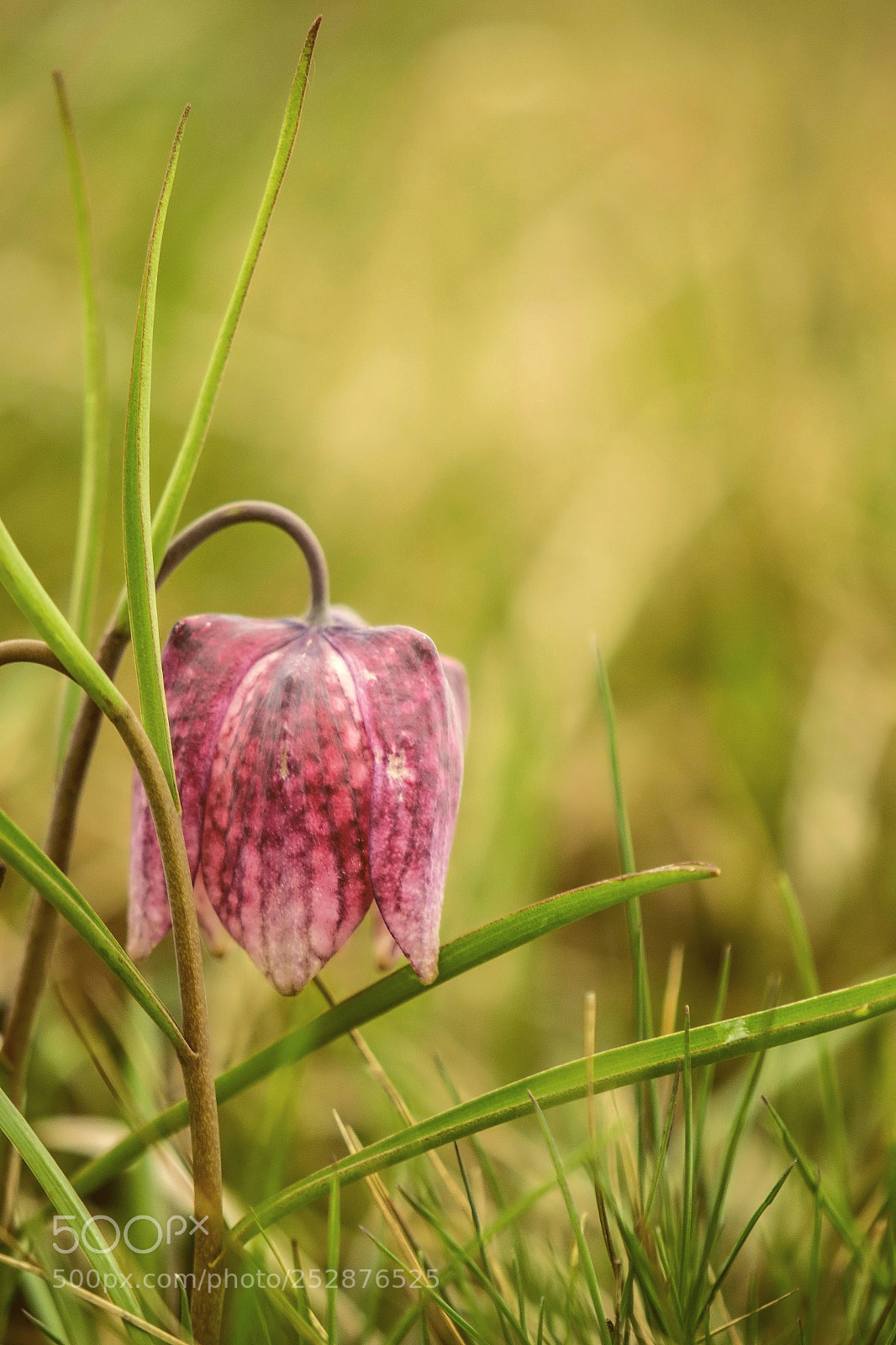 Nikon D3100 sample photo. Fritillaria meleagris photography