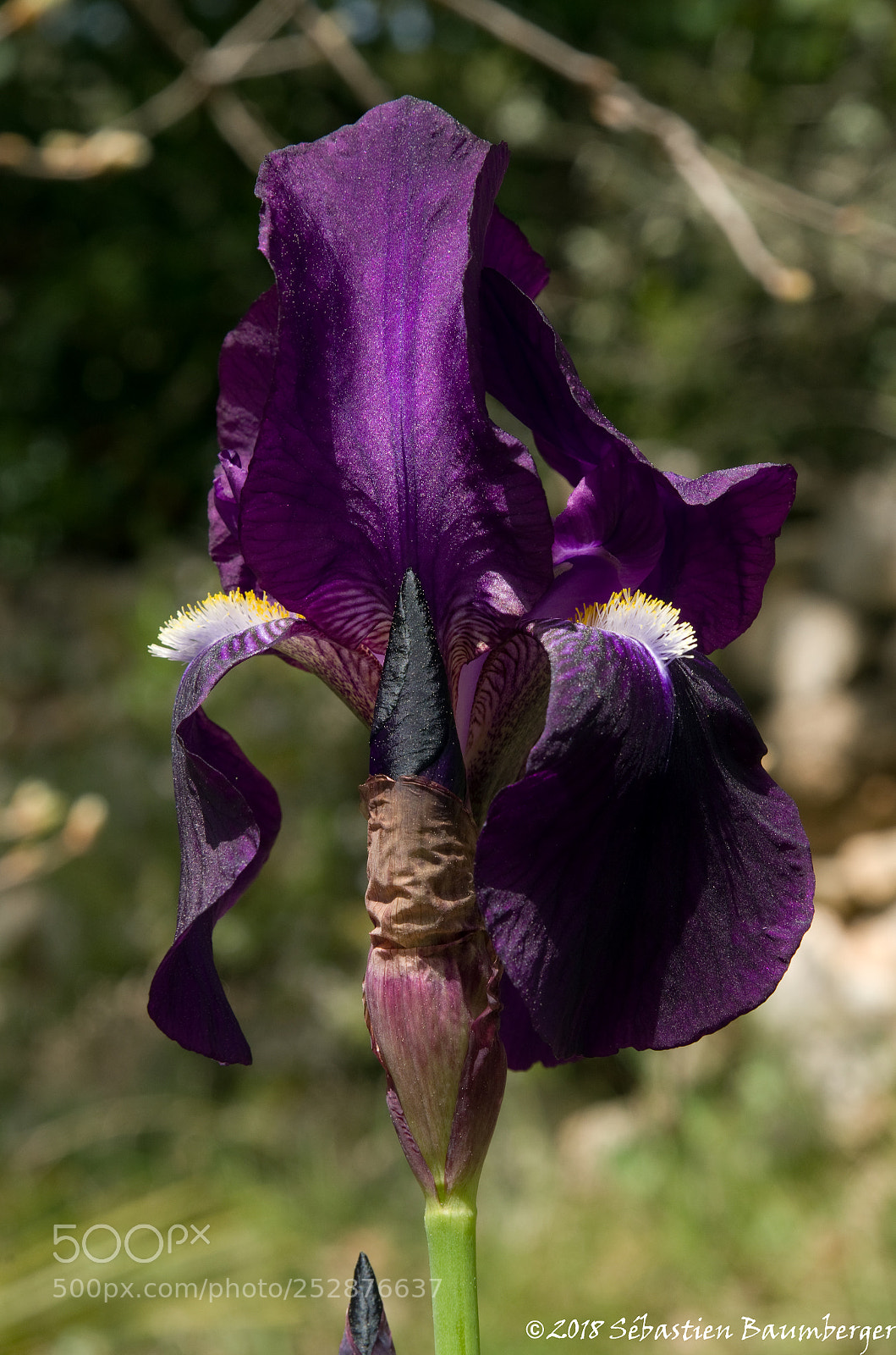 Pentax K-30 sample photo. Iris photography