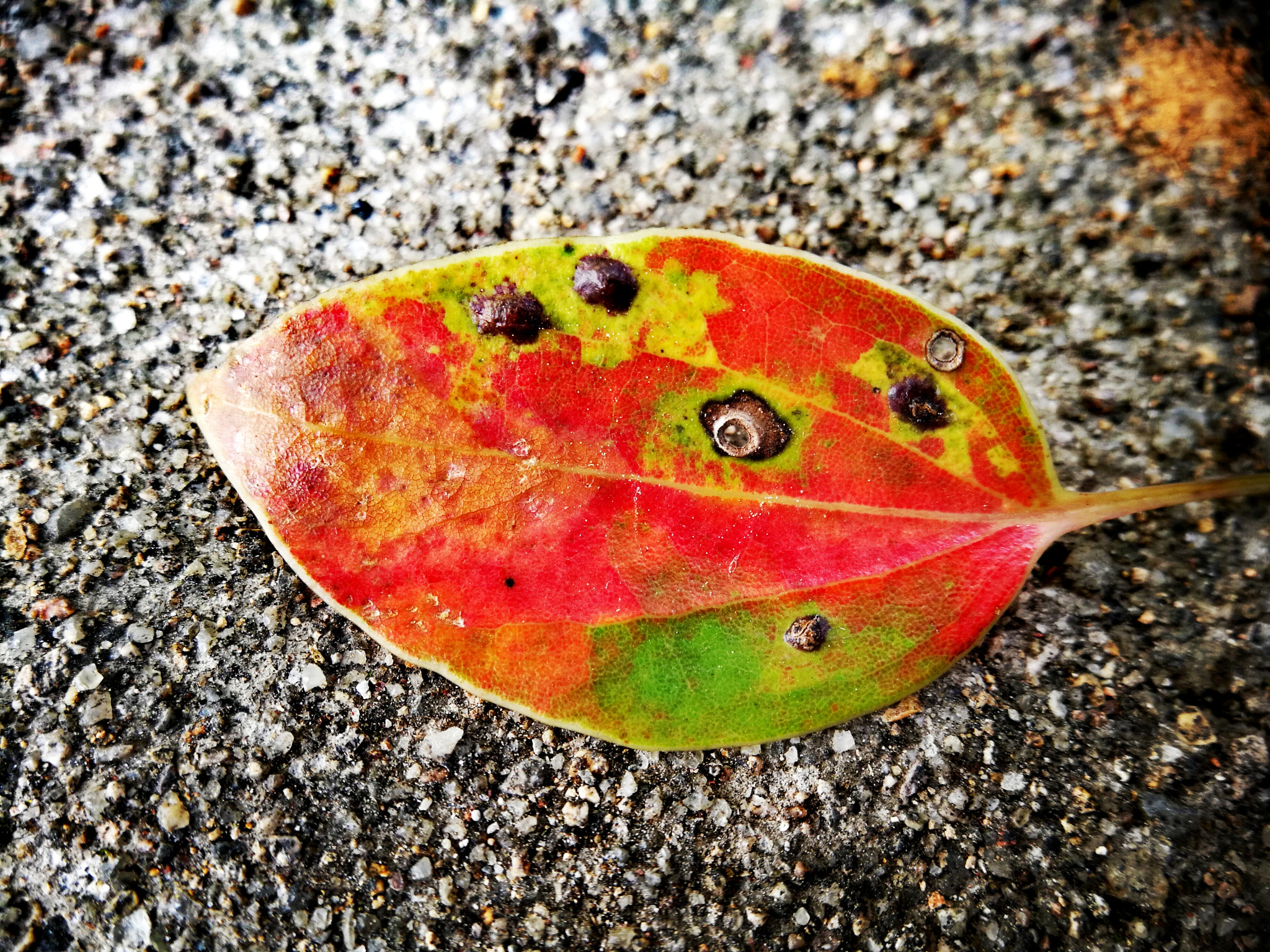 HUAWEI Honor V8 sample photo
