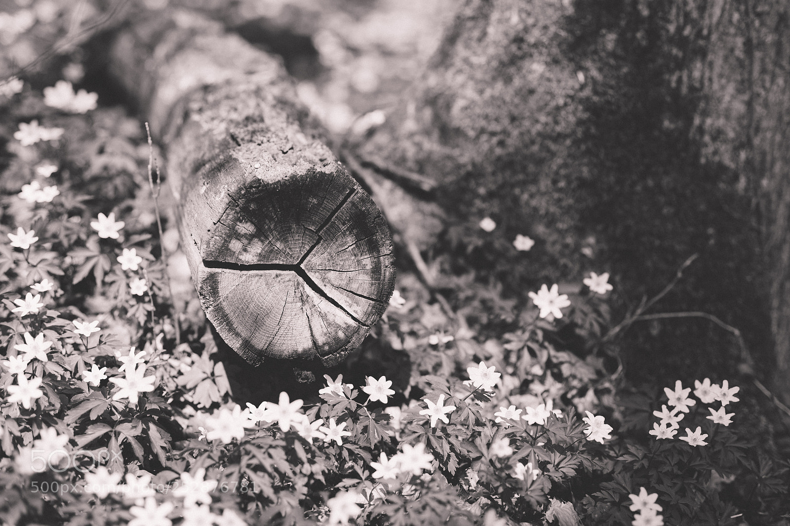 Nikon D700 sample photo. Spring (b&w edit) photography