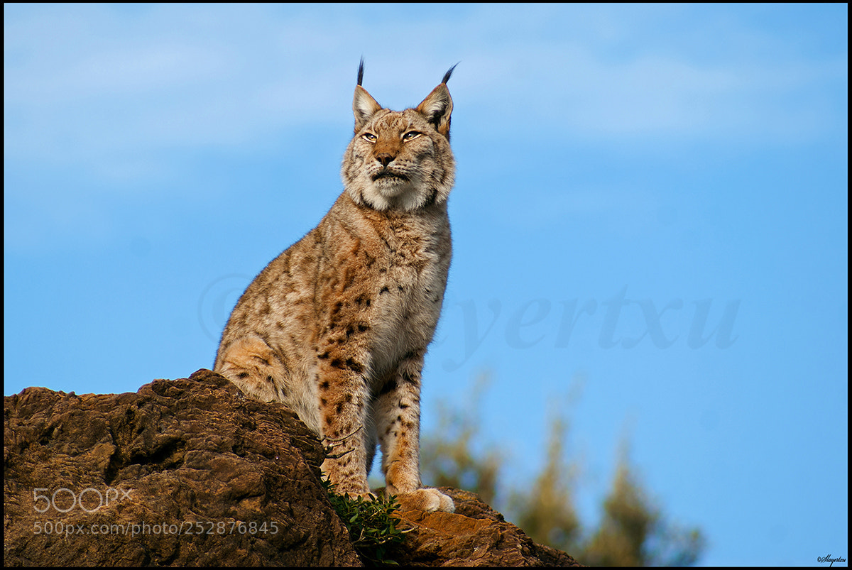 Sony Alpha DSLR-A300 sample photo. Iberian lynx photography