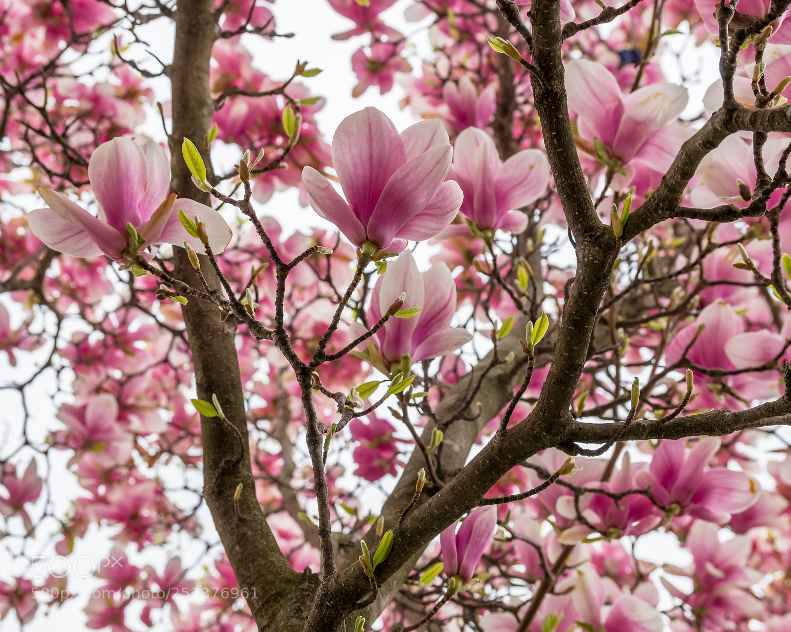 Pentax K-50 sample photo. Pink blossoming tree photography