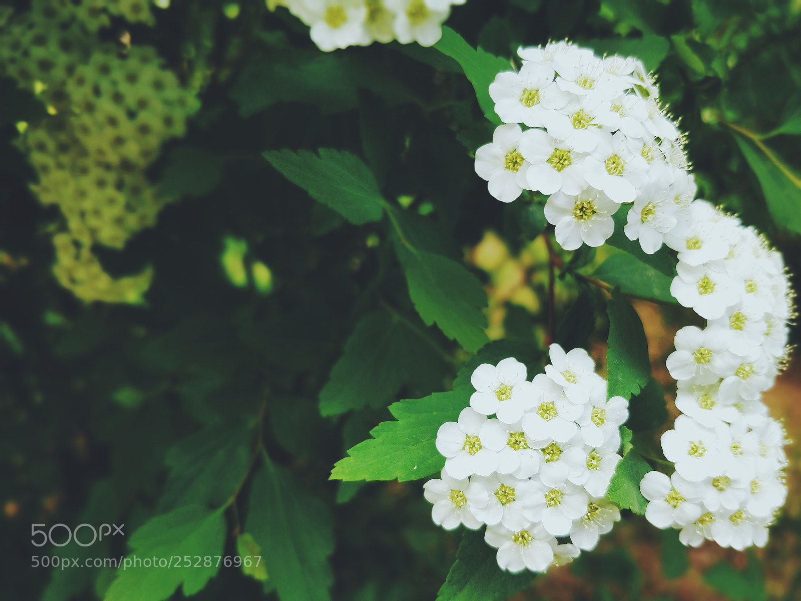 OnePlus 5T sample photo. 小白花 photography