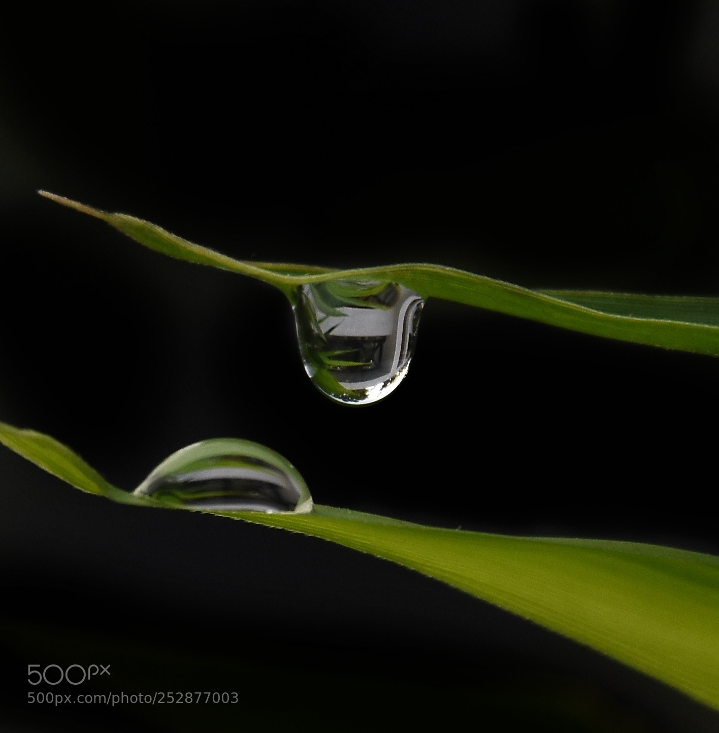 Nikon D7200 sample photo. Droplets photography