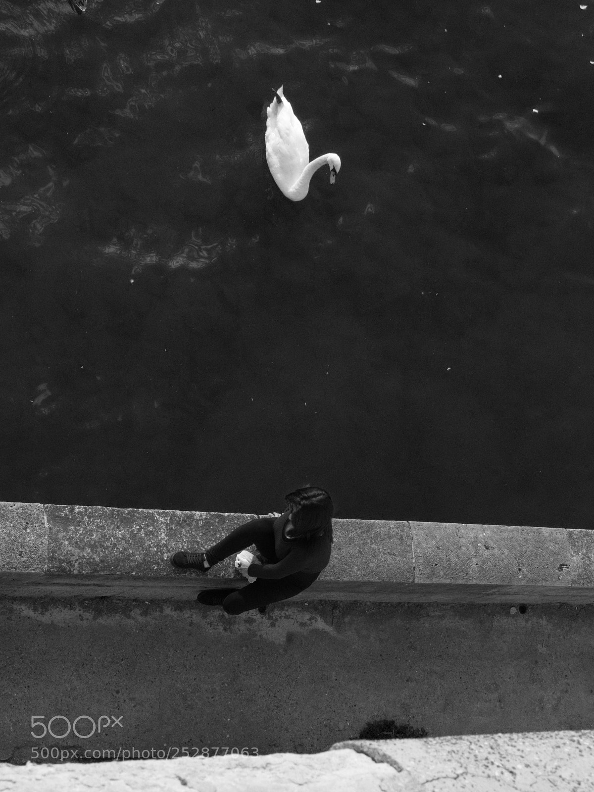 Olympus OM-D E-M1 sample photo. Swan photography